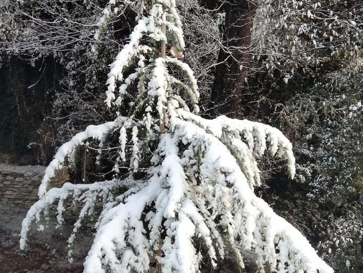 Actress Preity Zinta shared snowfall picture Shimla | एक्ट्रेस प्रीति जिंटा ने शेयर की बर्फबारी की तस्वीर: शिमला में 3 साल पहले लगाया था देवदार पौधा, बोलीं- इसे बढ़ता देख खुश हूं – Shimla News