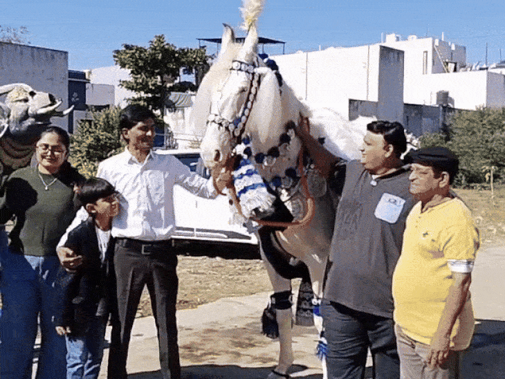 Indore Padmavati Horse Price; TMKOC Abdul Wedding Booking | MP News | इंदौर की पद्मावती की मुंबई तक डिमांड: तारक मेहता…के अब्दुल ने शादी के लिए 5 लाख में बुक किया; बोले-ऐसी घोड़ी पहले नहीं देखी – Indore News